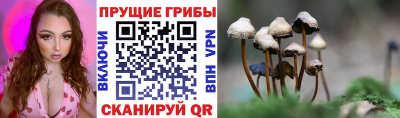 Галлюциногенные грибы Psilocybine cubensis  нарко площадка официальный сайт  Когалым 